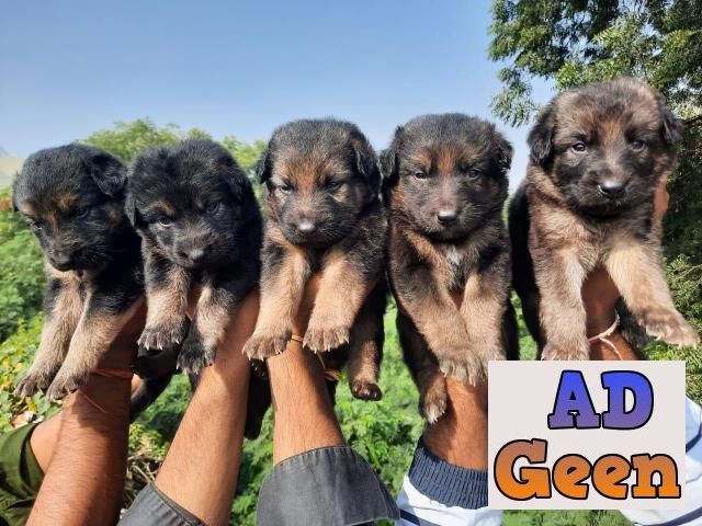 used TOP HEAVY QUALITY GERMAN SHEPHERD PUPPIES NOW LOOKING THEIR NEW HOME...7042450221 for sale 